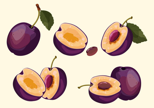 Set of juicy realistic plum fruits with leaves and fruit halves isolated on light background, vector illustration.