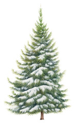 Fototapeta premium PNG Christmas tree plant white. 