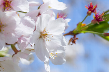 満開を迎えた桜の花 ソメイヨシノ