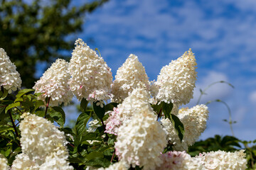 Hydrangea paniculata Vanille Fraise on a stem