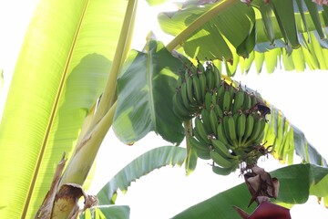 Tropical plant with green leaves and ripening bananas outdoors