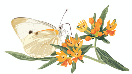 A Cabbage White Butterfly resting on a butterfly weed
