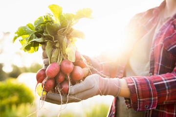 Close-up, organic fresh vegetables. The farmer has a fresh radish in his hands. Local food.