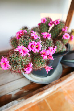 Mammillaria Beneckei or Beneckes Pincushion Cactus or Mammillaria spinosissima or Spiny Pincushion Cactus with pink flower