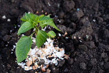 eggshell fertilizer for pepper in the garden, root dressing, plant protection from pests