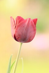 Rote Tulpe