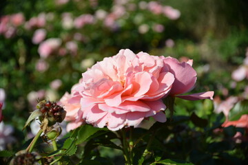 Zarte Pastellrosa Blüte im Garten-Weicher floraler Hintergrund