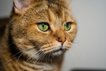 red beautiful well-groomed British cat with a fluffy mustache and green eyes