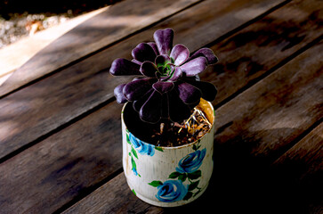 Beautiful purple succulent plant that adorns the outdoor table.