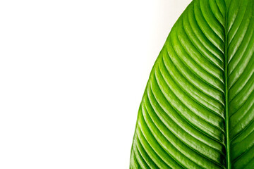 green shiny healthy leaf of the spathiphyllum sensation plant variety with veins on a white background with space for text