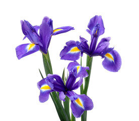 Naklejka premium Beautiful violet iris flowers isolated on white