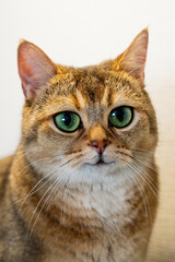 red beautiful serious well-groomed funny British cat with huge enlarged unnatural green eyes and...