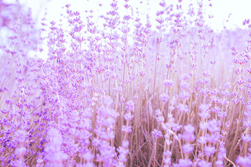 Blooming lavender. Soft focus. Blurred background.