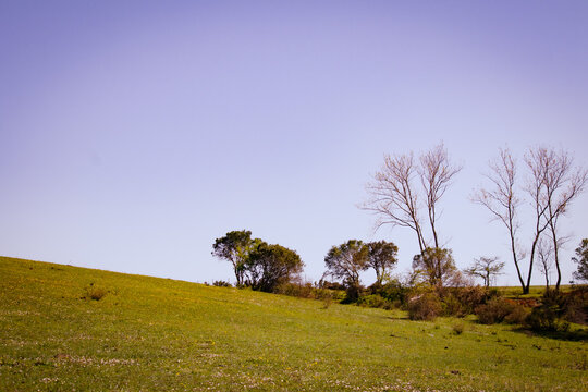 Trees on a hill. Landscape of countryside. Photography in warm or vintage tones. Nature view in a village. 