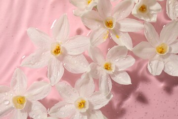 Naklejka na ściany i meble Beautiful daffodils in water on pink background, top view