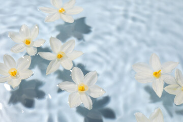 Naklejka na ściany i meble Beautiful daffodils in water on light blue background. Space for text