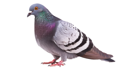 Big arrogant pigeon begs for food. Wild street bird on isolated background. City street beggars. Silly funny avian. Poor gray dove.