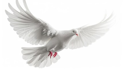 The white dove is a symbol of peace and hope. Beautiful bird flying isolated on a white background. Street pigeon. Love and peace concept.