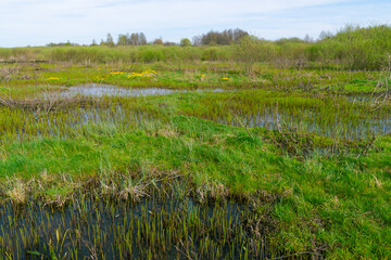 Spring landscape in the swamp.