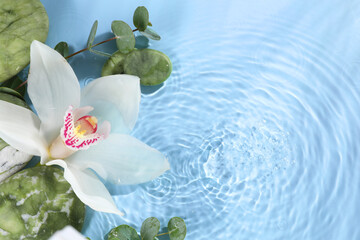 Beautiful orchid, spa stones and eucalyptus branch in water on light blue background, top view....