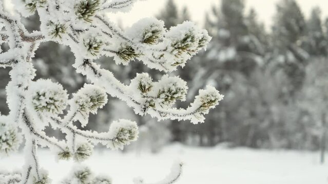 Close Up of Snow and Frost on Coniferous Tree Branch Winter Forest PAN