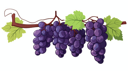 A cluster of ripe grapes hanging from a vine flat vector