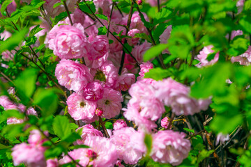 Beautiful pink flowers of Prunus triloba, close-up.