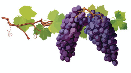 A cluster of ripe grapes hanging from a vine flat vector