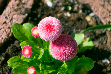 Obraz premium Beautiful pink Bellis perennis flowers in the garden, close-up.