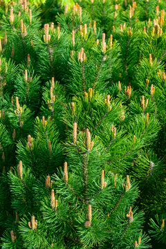 Green natural coniferous background. Pinus mugo