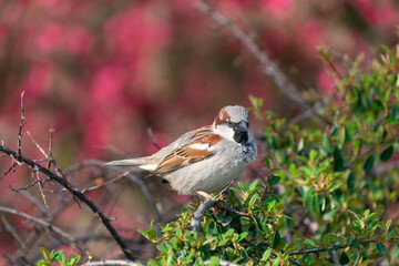 A male house sparrow (Passer domesticus) sits on a bush branch.