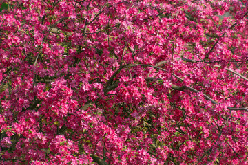 Obraz premium Pink flowers of a blooming apple tree. Beautiful floral background.