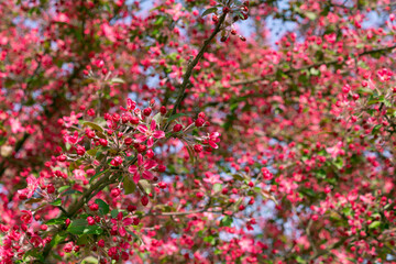 Pink flowers of a blooming apple tree. Beautiful floral background.