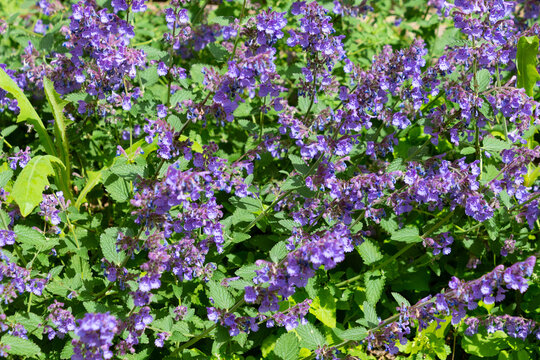 Nepeta faassenii in the garden, close-up. cat mint, Faassen's catnip.