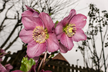 rosa Blüten einer Christrose  (Helleborus niger)