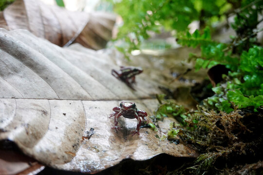 Dreistreifen-Baumsteiger (Epipedobates tricolor)