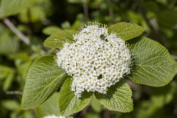 Wolliger Schneeball (Viburnum lantana) - Blütenstand