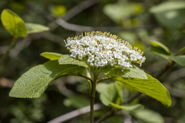 Wolliger Schneeball (Viburnum lantana) - Blütenstand