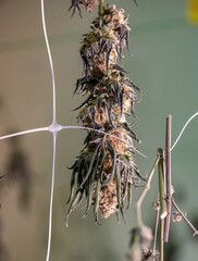 Dry Cannabis flowers plant Closeup with fresh fan leaves cola pistil trichomes and sugar leaves....