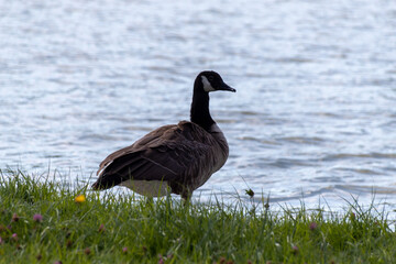 country goose on the lake