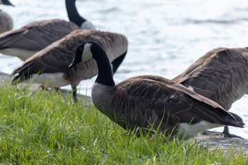country goose on the lake