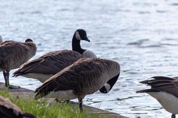 country goose on the lake