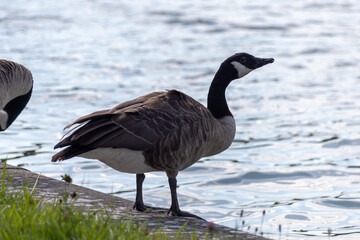 country goose on the lake