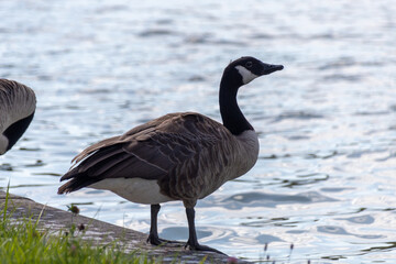 country goose on the lake