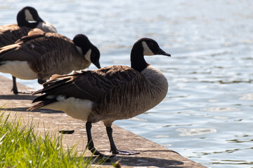 country goose on the lake