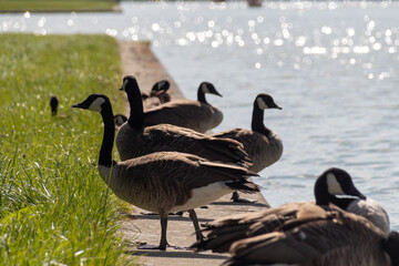 country goose on the lake