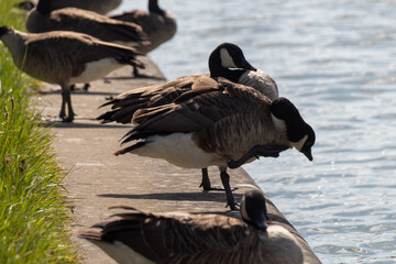 country goose on the lake
