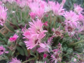 Obraz premium pink flowers in the garden