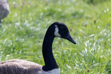 country goose on the lake
