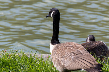 country goose on the lake